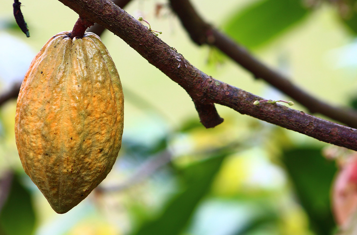 La cacao culture en Côte d’Ivoire : un secteur toujours clé