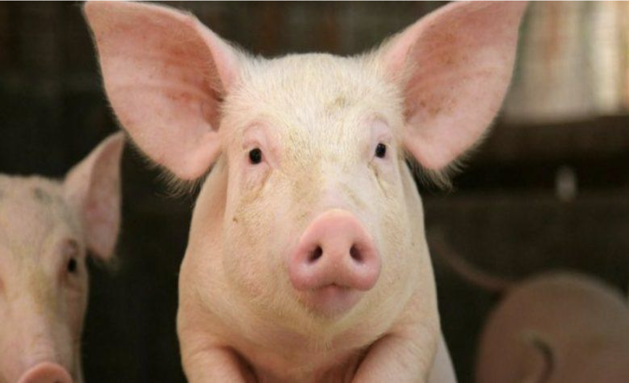 L&rsquo;AFRIQUE ET LA PRODUCTION DE VIANDE PORCINE